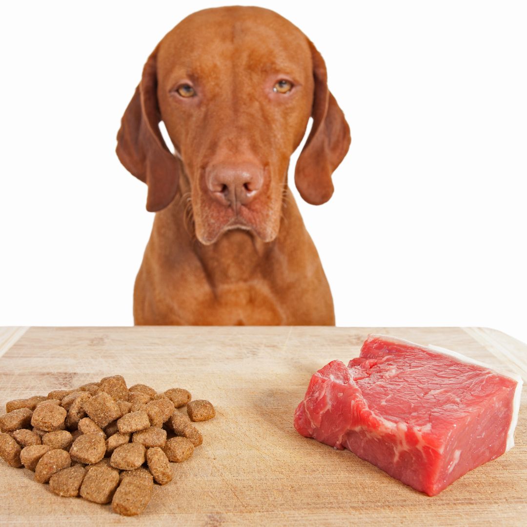 Pienso Para Perros O Comida Casera Tam Can Pet Food