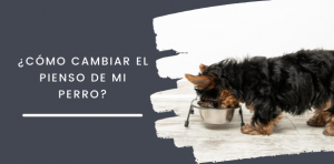 Cómo cambiar el pienso de mi perro