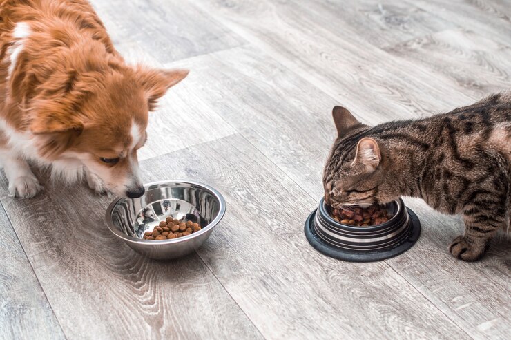 problemas digestivos en perros y gatos