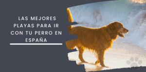 Las mejores playas para ir con tu perro en España