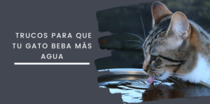 Trucos para que tu gato beba más agua