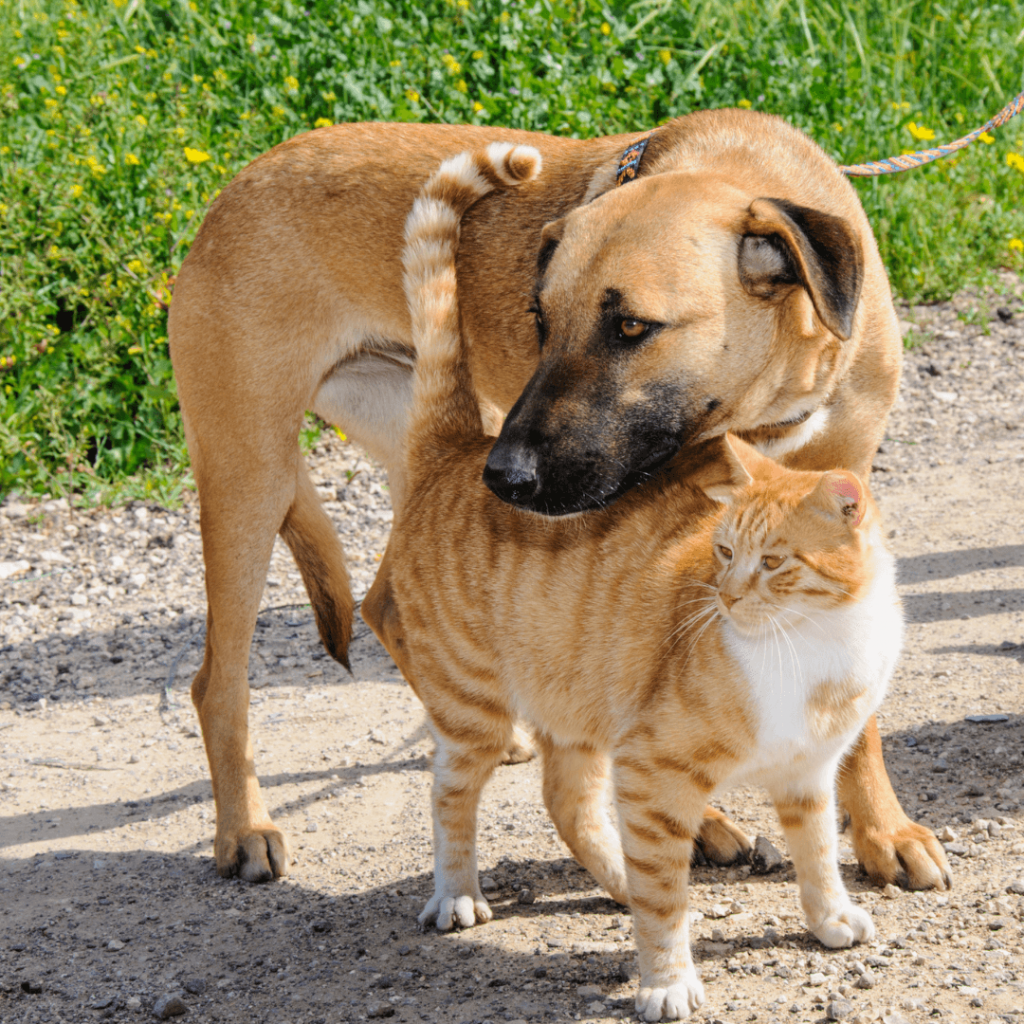 Cómo cuidar a tu mascota en verano