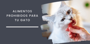 Alimentos prohibidos para tu gato