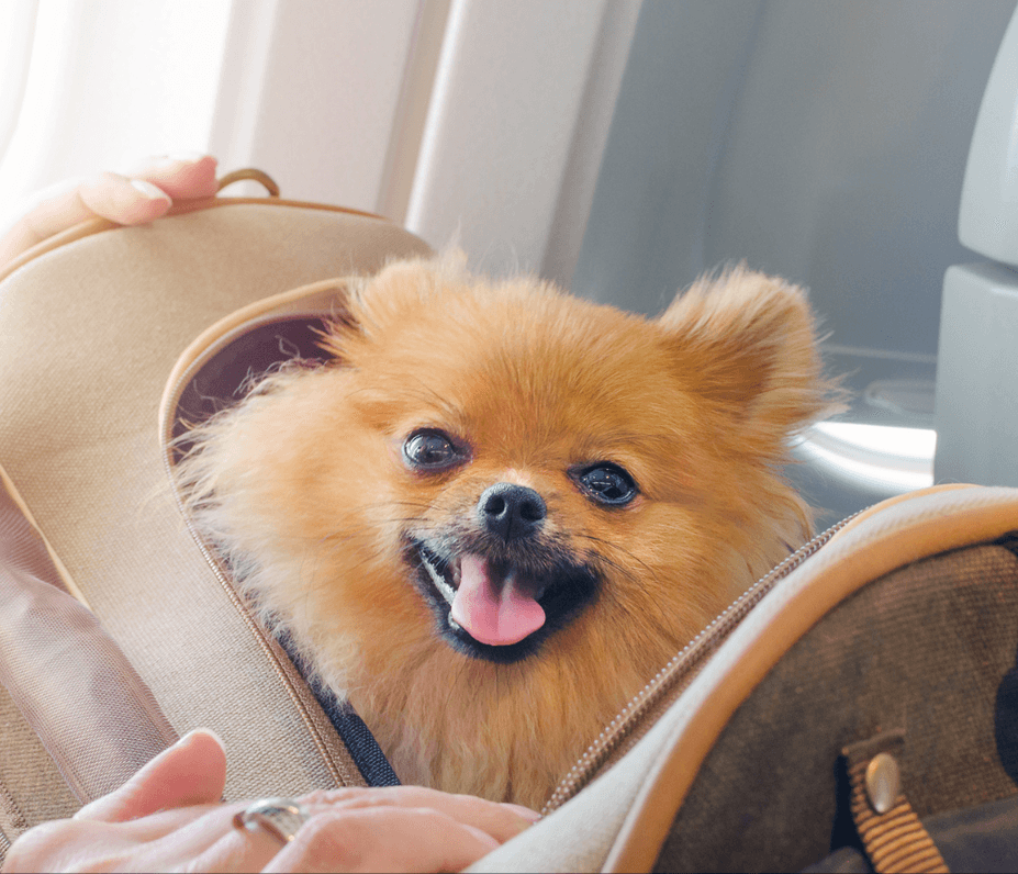 Aerolíneas que permiten viajar con perros