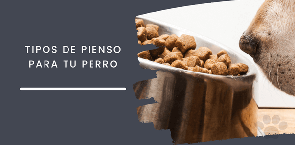 Tipos de pienso para tu perro