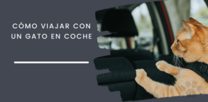 como viajar con un gato en coche