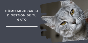 Cómo mejorar la digestión de tu gato