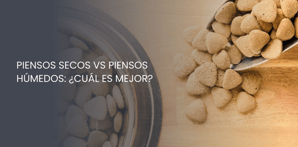 Piensos secos vs piensos húmedos