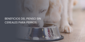 pienso sin cereales para perros