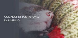 Cuidados de los hurones en invierno