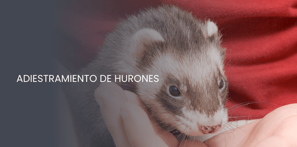 adiestramiento de hurones