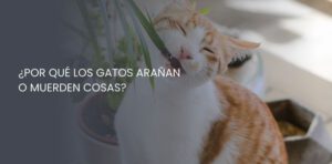 Por qué los gatos arañan