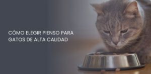 pienso para gatos de alta calidad