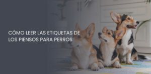 Cómo leer las etiquetas de los piensos para perros