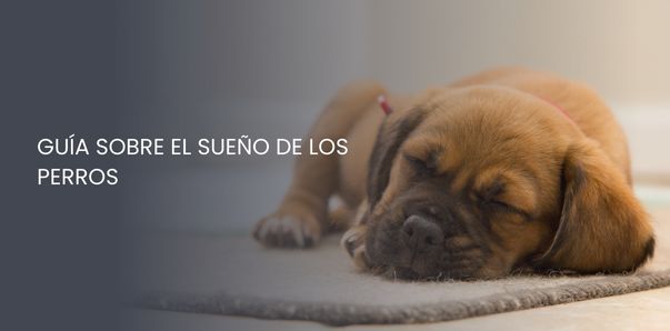 guía sobre el sueño de los perros