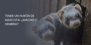 hurón de mascota