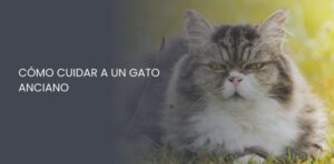 cómo cuidar a un gato anciano