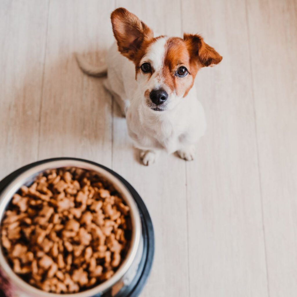 por qué mi perro no quiere comer