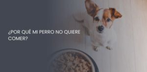 mi perro no quiere comer