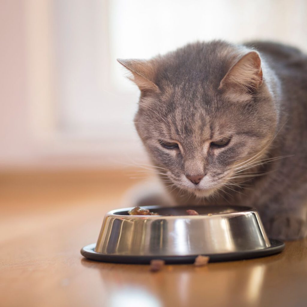 pienso para gatos de alta calidad