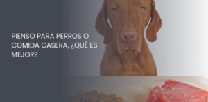 Pienso para perros o comida casera