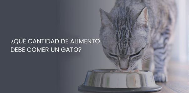 cantidad alimento comer gato