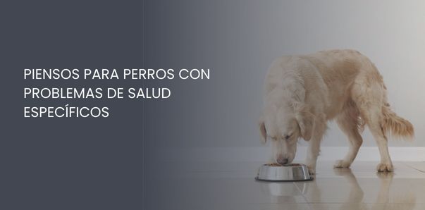 Piensos para perros con problemas de salud específicos