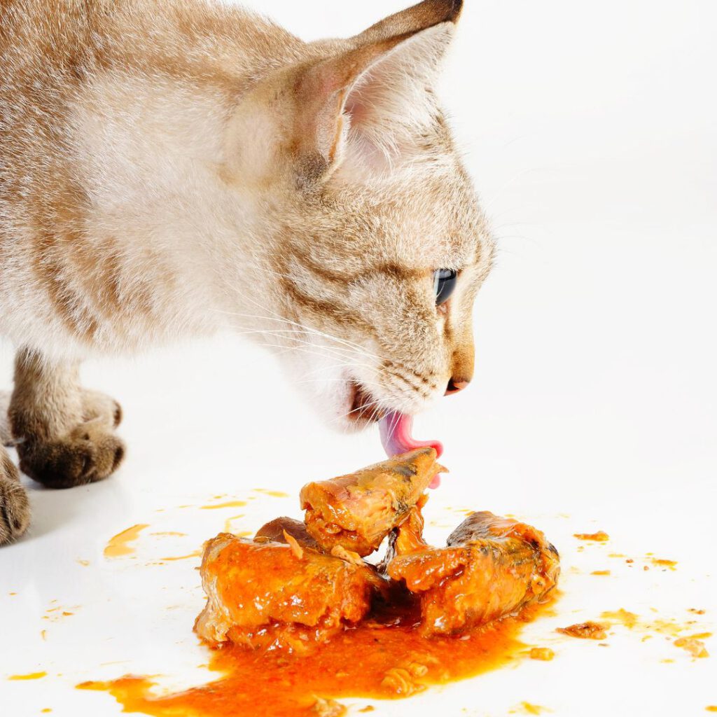 Riesgos de dar comida casera a tu gato