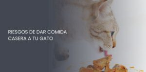 Riesgos de dar comida casera a tu gato