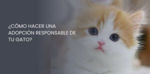 ¿Cómo hacer una adopción responsable de tu gato?