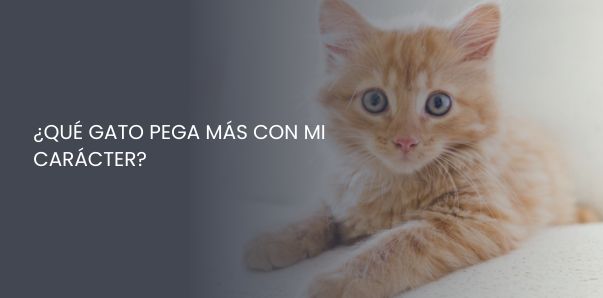 qué gato pega más con mi carácter