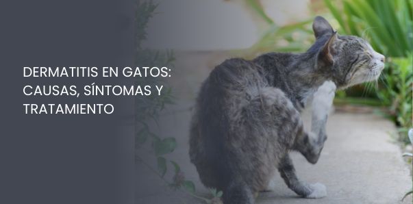 Dermatitis en Gatos