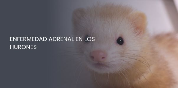 Enfermedad adrenal en los hurones