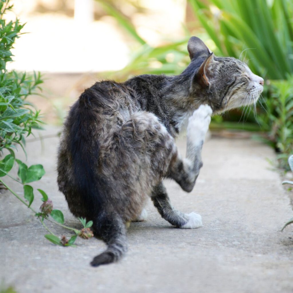 dermatitis en gatos