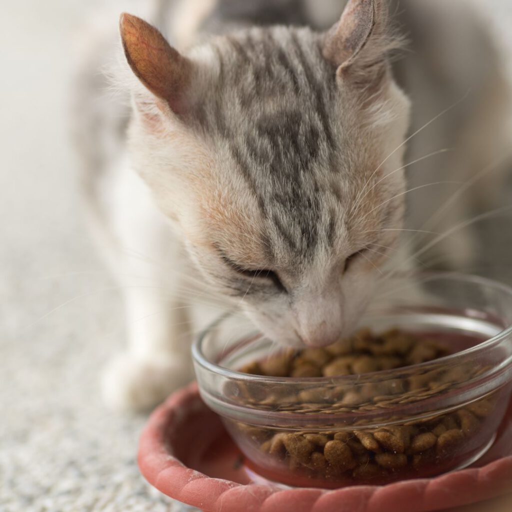 mejor alimento para gatos