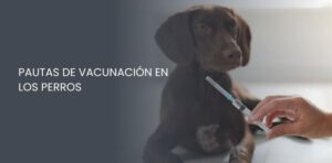 Pautas de vacunación en los perros