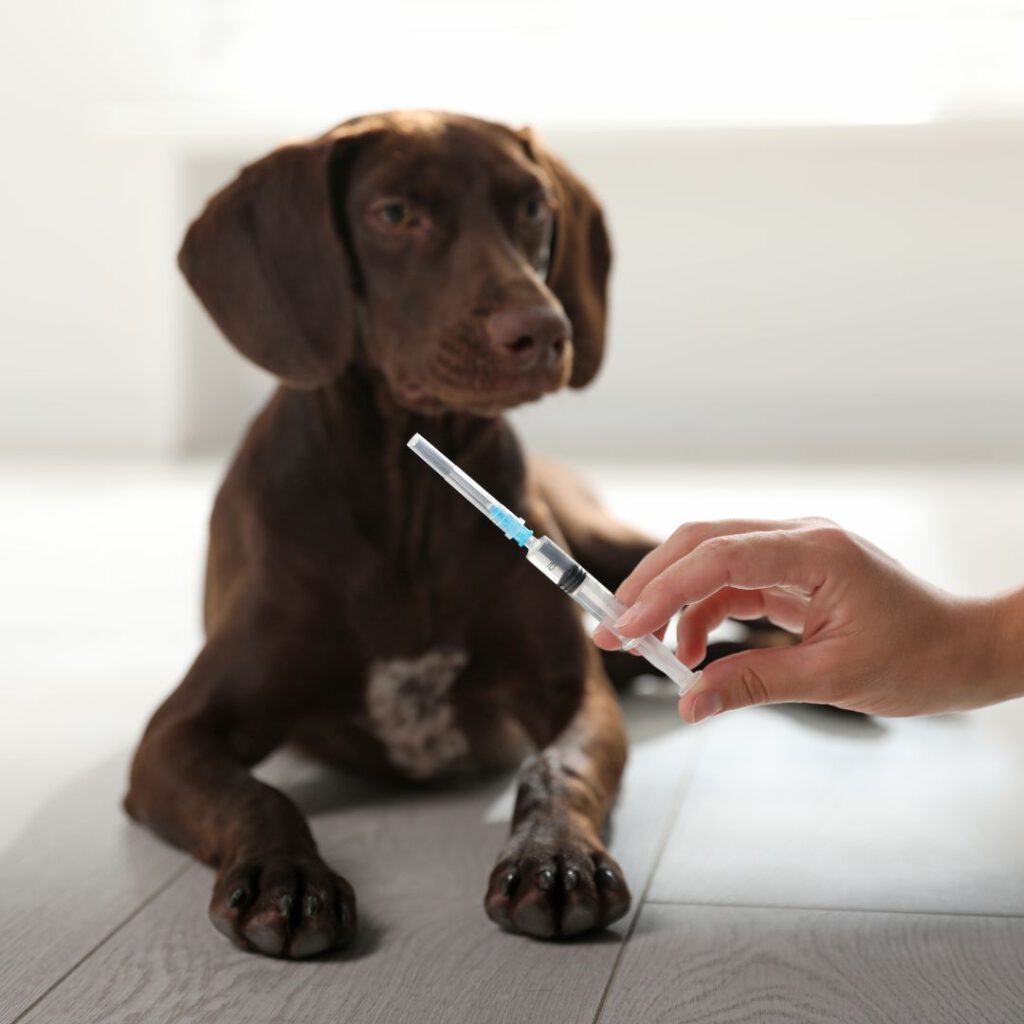 pautas de vacunación en los perros